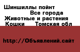 Шиншиллы пойнт ns1133,ny1133. - Все города Животные и растения » Кошки   . Томская обл.